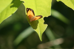 Cupha prosope