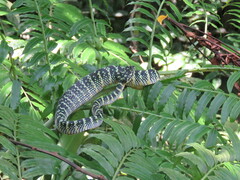 Tropidolaemus wagleri