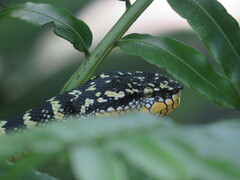 Tropidolaemus wagleri