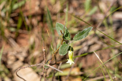 Billardiera scandens