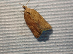 Argyrotaenia franciscana