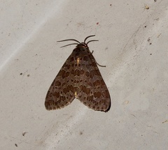 Olepa ricini