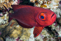 Priacanthus hamrur