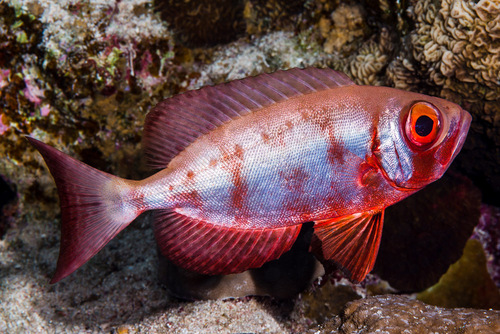 Crescent-tail Bigeye — seen at this dive site