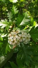 Crataegus