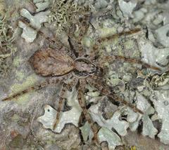 Tomopisthes horrendus