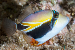 Rhinecanthus rectangulus