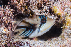 Rhinecanthus aculeatus