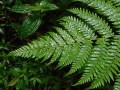 Cyatheaceae