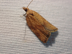 Argyrotaenia franciscana