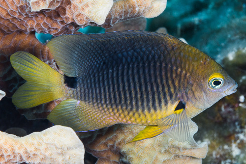 Threespot Damselfish