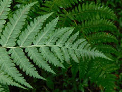 Cyatheaceae