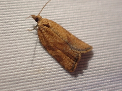 Argyrotaenia franciscana