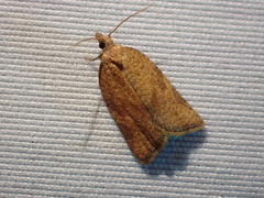Argyrotaenia franciscana