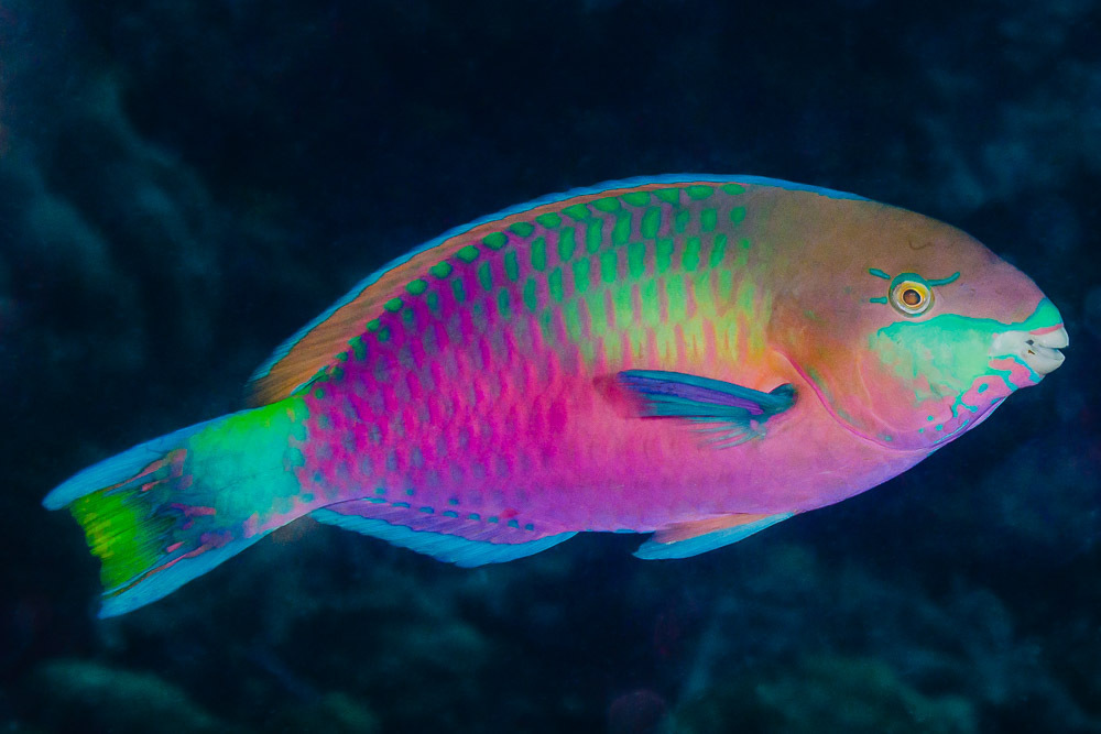 Quoy's Parrotfish