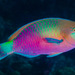 Greenblotch Parrotfish - Photo (c) François Libert, some rights reserved (CC BY-NC-SA), uploaded by François Libert