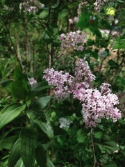 Syringa meyeri