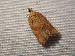Argyrotaenia franciscana