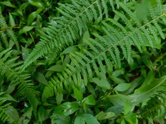 Pteridium revolutum