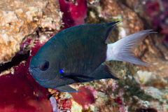 Pycnochromis caudalis