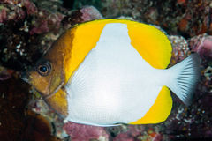 Hemitaurichthys polylepis