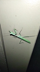 Stagmomantis