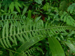 Pteridium revolutum