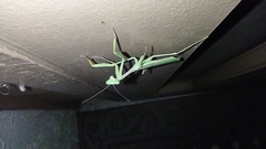 Stagmomantis