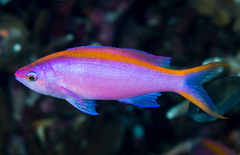 Mirolabrichthys tuka