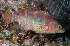 Oxycheilinus bimaculatus