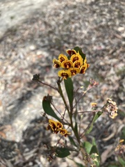 Daviesia corymbosa