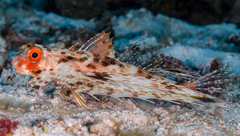 Dactyloptena orientalis