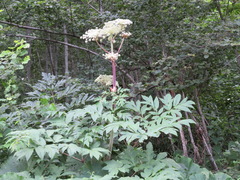 Angelica ursina