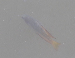 Melanotaenia splendida