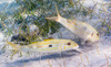 Yellowstripe Goatfish - Photo (c) François Libert, some rights reserved (CC BY-NC-SA), uploaded by François Libert
