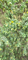 Pimelea serpyllifolia