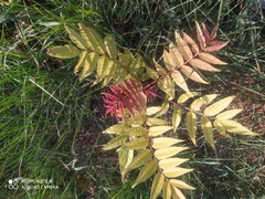 Ailanthus altissima