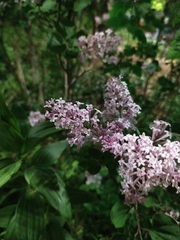 Syringa meyeri