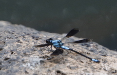 Diphlebia euphoeoides