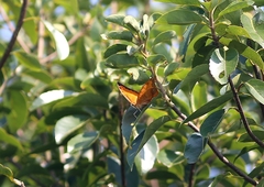 Charaxes marmax