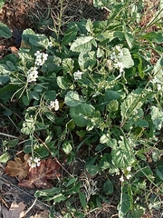 Diplotaxis erucoides