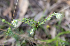 Pimelea octophylla