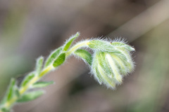 Pimelea octophylla