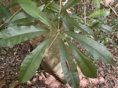 Codiaeum variegatum moluccanum