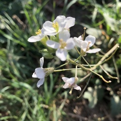 Diplotaxis erucoides