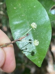 Codiaeum variegatum moluccanum