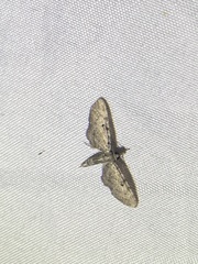 Eupithecia