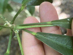 Codiaeum variegatum moluccanum