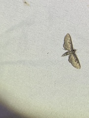 Eupithecia