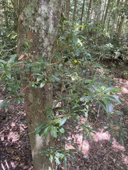 Codiaeum variegatum moluccanum